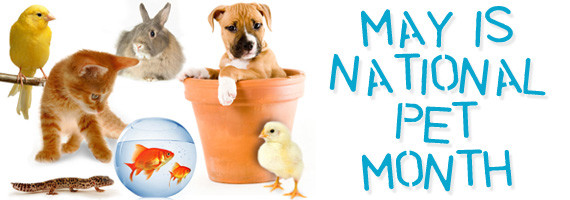 National Pet Month...Paint a new Pet Dish for your Family Pet - Dundas