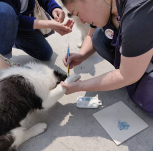 Capturing Paw Prints